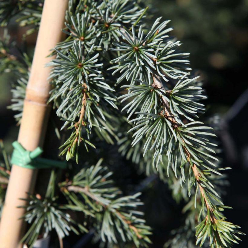 Cedrus libani atlantica Pendula - Lebanese Cedar (Foliage)