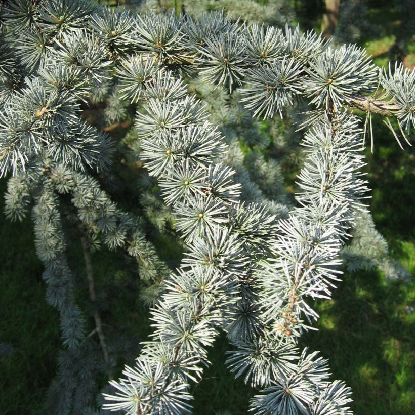 Cedrus libani subsp. atlantica Glauca - Blue Atlas Cedar (Foliage)