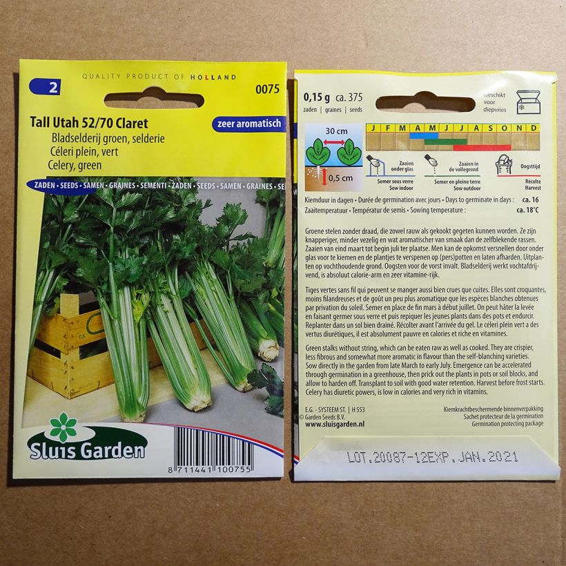 Example of Tall Utah 52/70 Claret Celery - Apium graveolens specimen as delivered