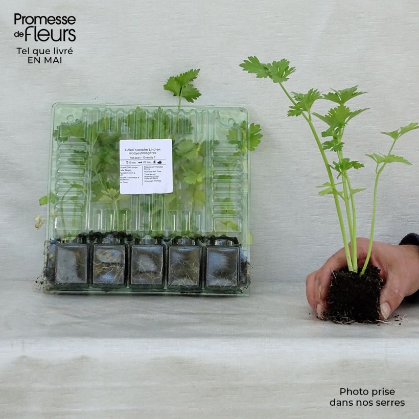 Lino Celery - Apium graveolens Root ball 4cm x 4.5cm sample as delivered in spring