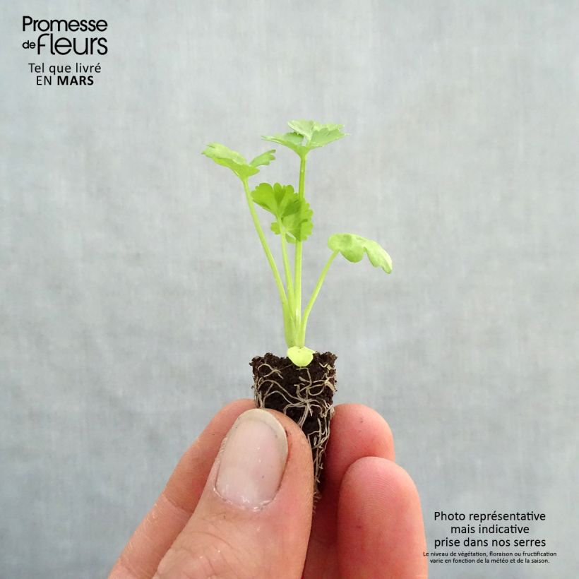 Organic Monarch Celeriac plugs - Apium graveolens Plug plant 1.5/2.5 cm sample as delivered in spring