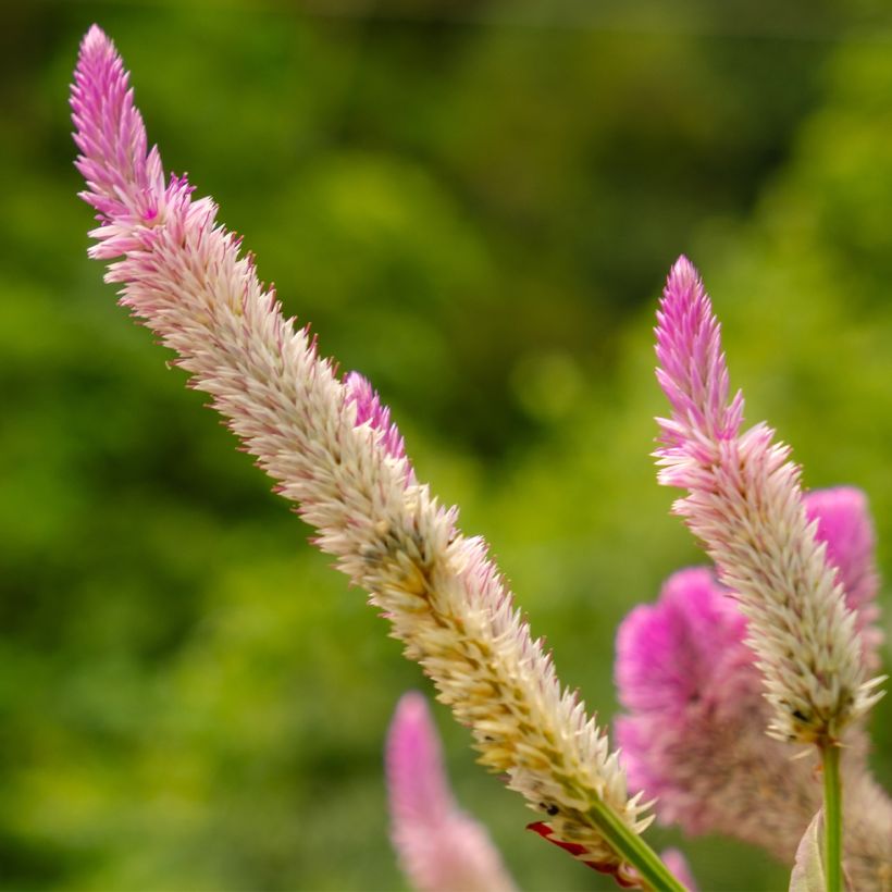 Celosia Flamingo Pink - Silver cock's comb (Flowering)