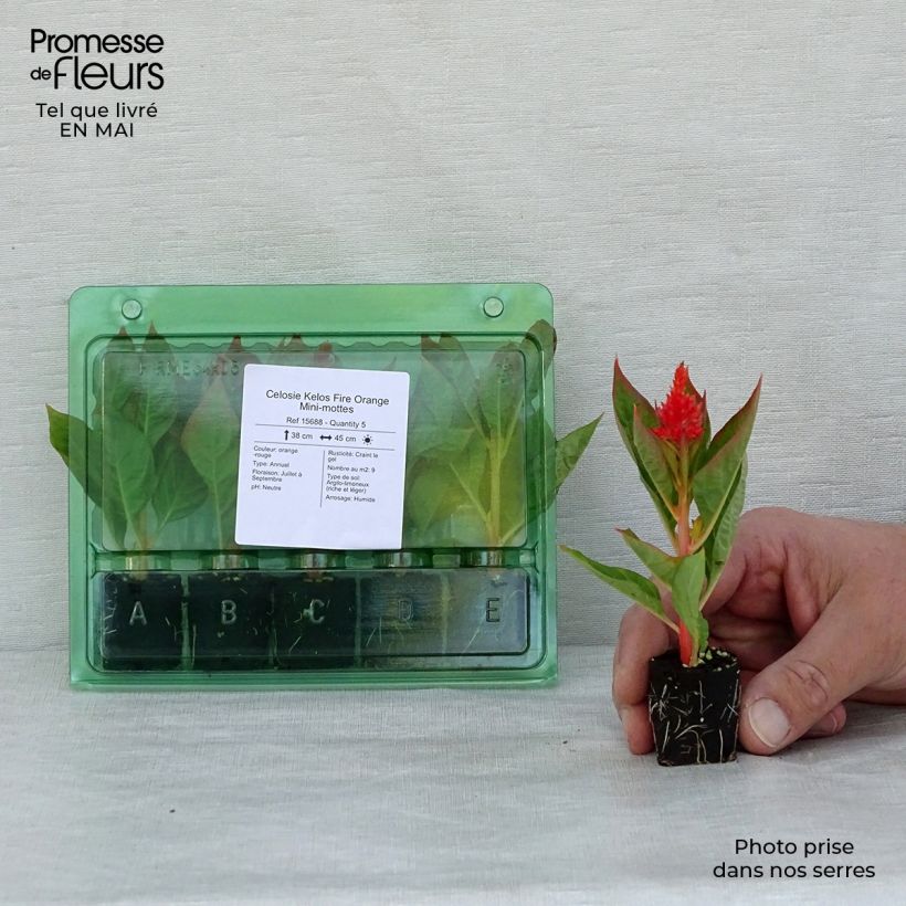 Celosia Kelos Fire Orange  - Silver cock's comb Plug plant 3/4cm sample as delivered in spring
