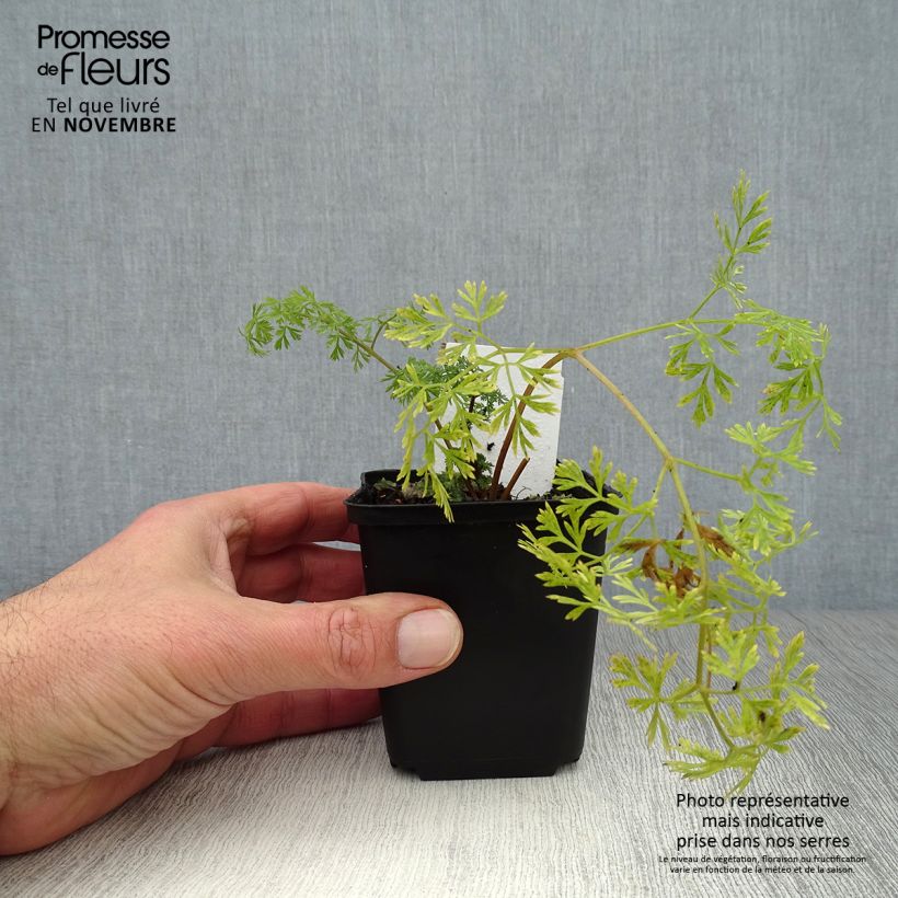Cenolophium denudatum 8/9 cm pot sample as delivered in autumn