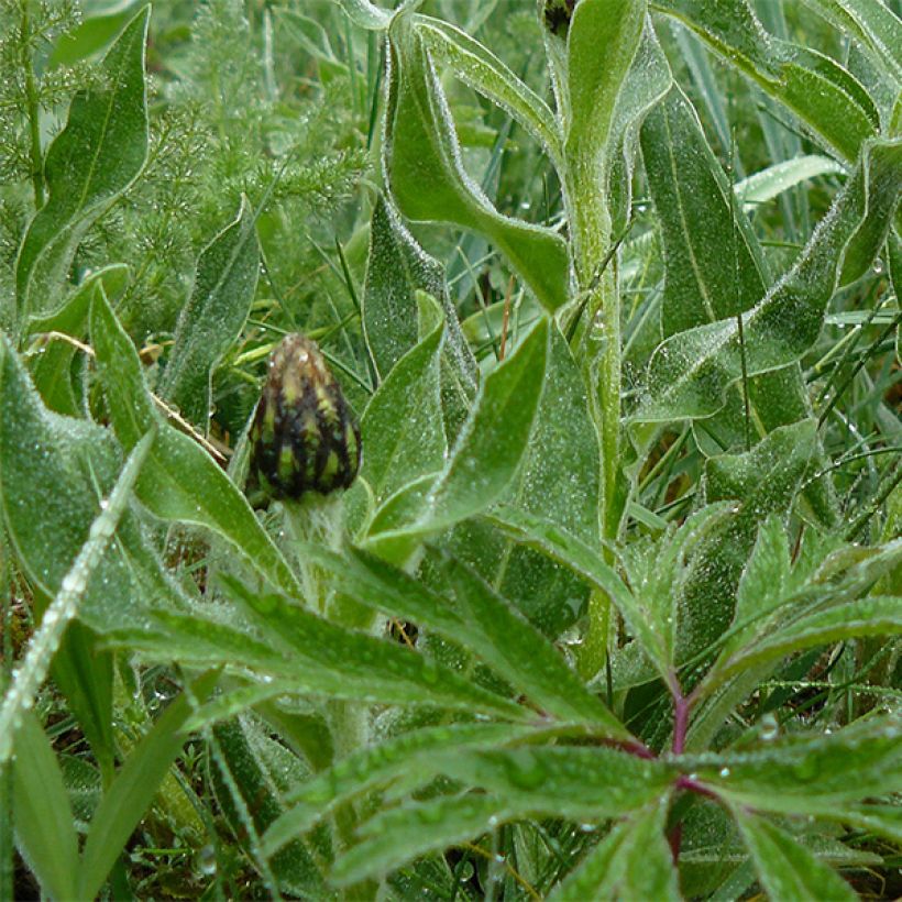 Centaurea montana Amethyst in Snow (Foliage)