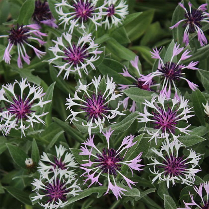 Centaurea montana Amethyst in Snow (Flowering)