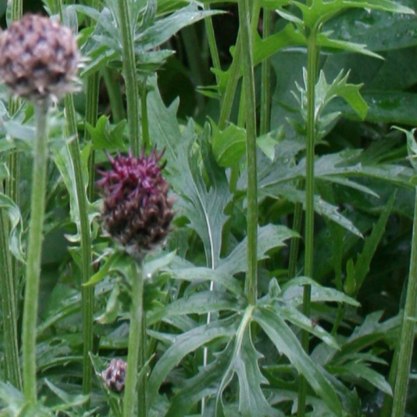 Centaurea atropurpurea (Foliage)