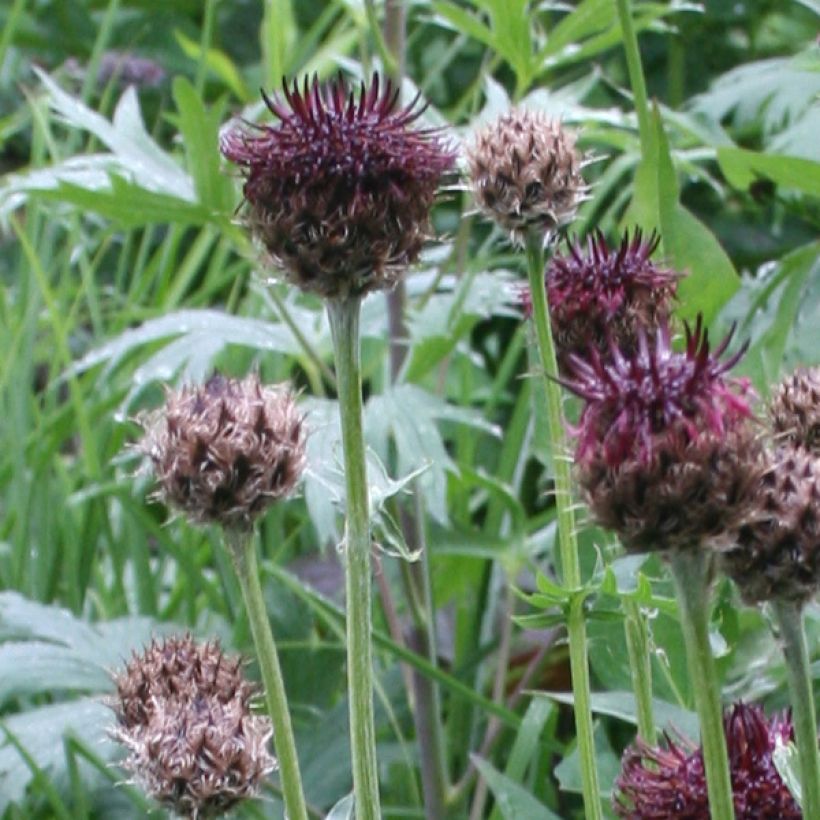 Centaurea atropurpurea (Flowering)