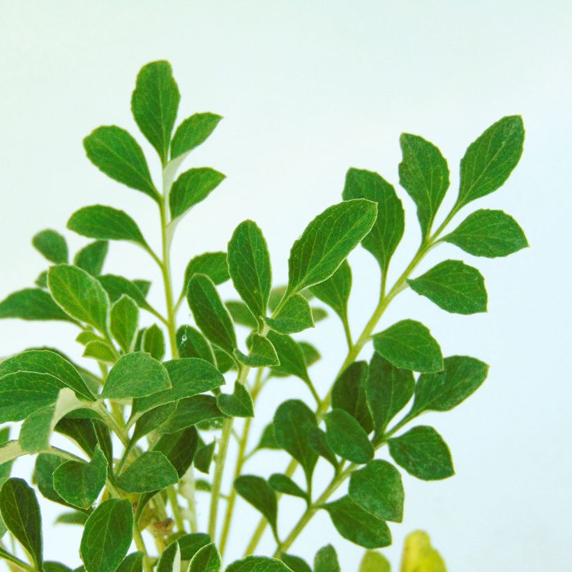 Centaurea bella (Foliage)