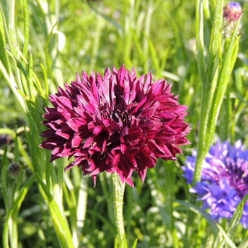 Centaurea cyanus Black Ball (Flowering)