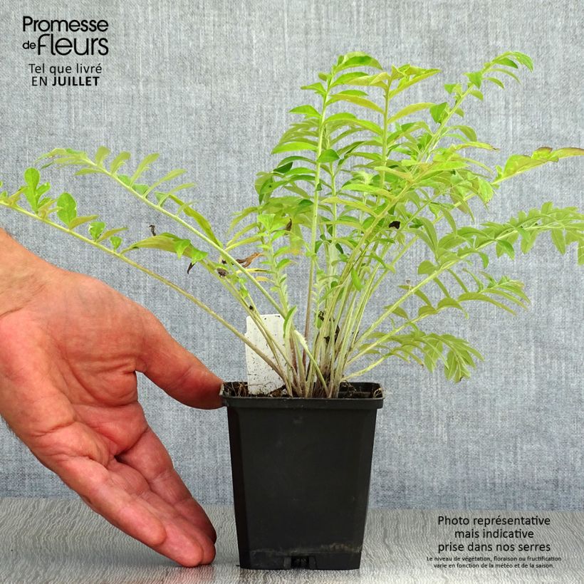 Centaurea dealbata 8/9 cm pot sample as delivered in summer