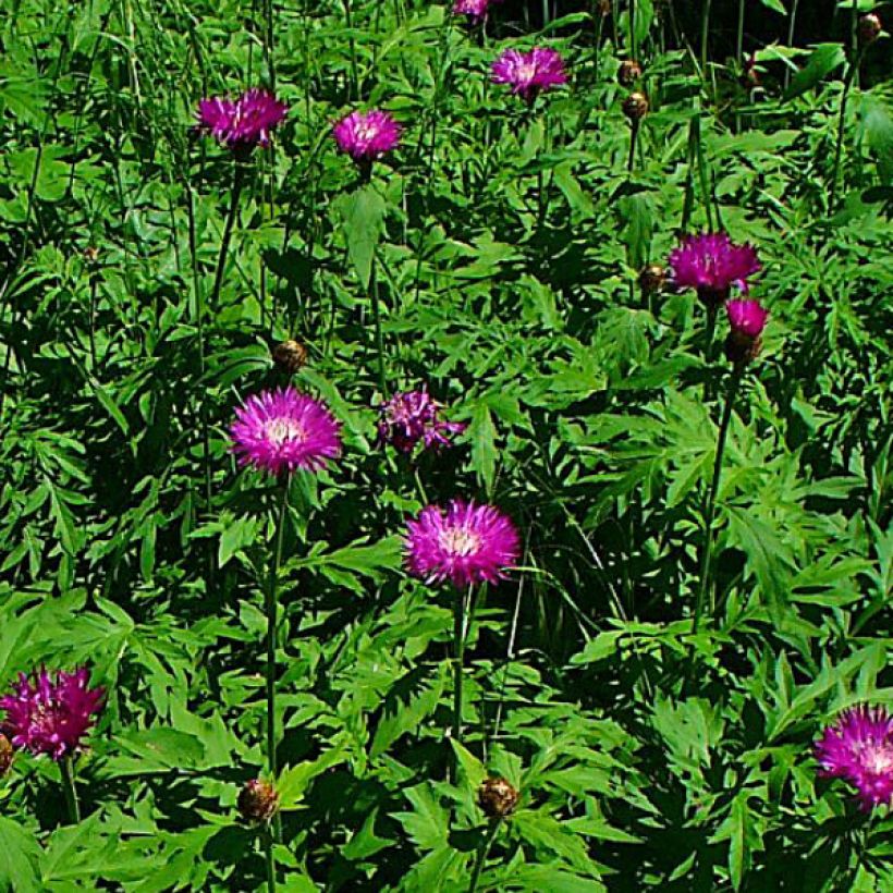 Centaurea dealbata Stenbeergii (Flowering)