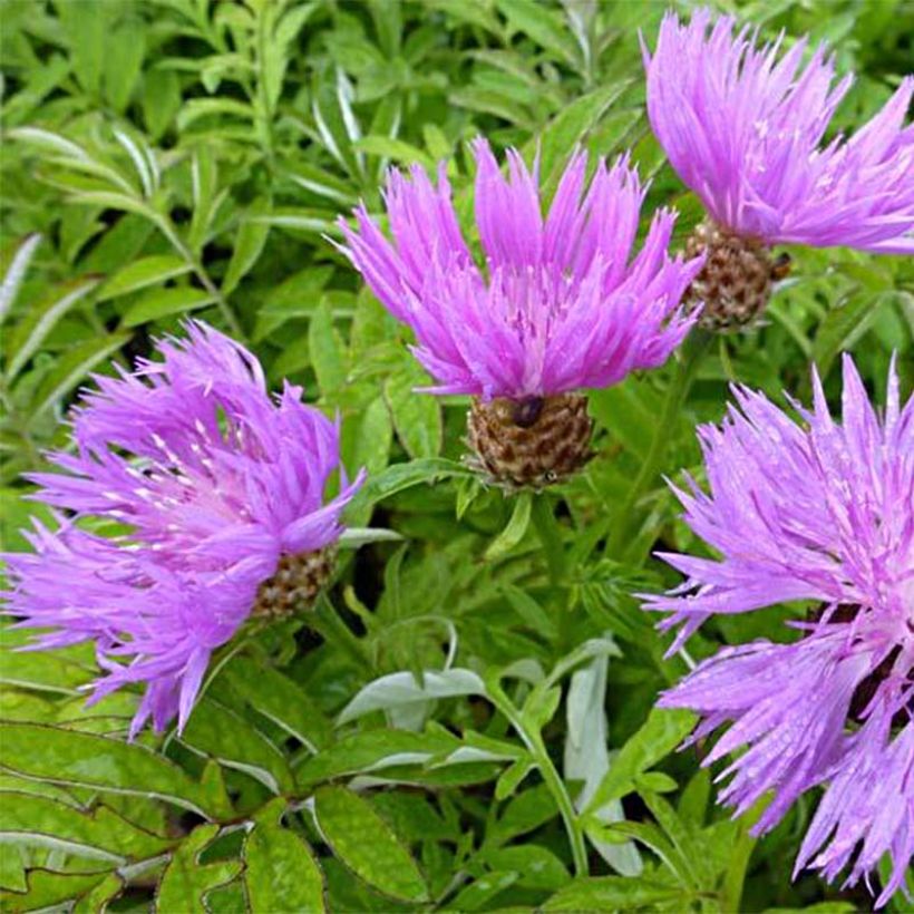 Centaurea dealbata (Flowering)