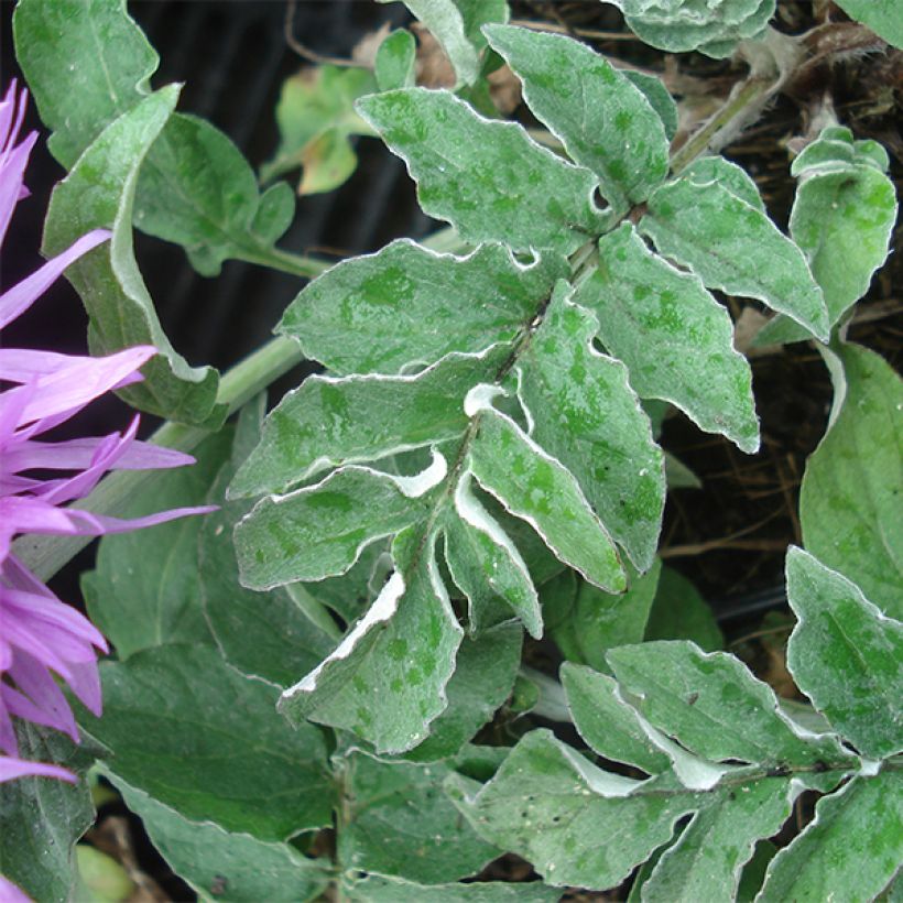 Centaurea hypoleuca John Coutts (Foliage)