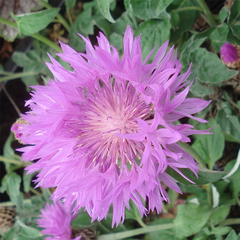 Centaurea hypoleuca John Coutts (Flowering)