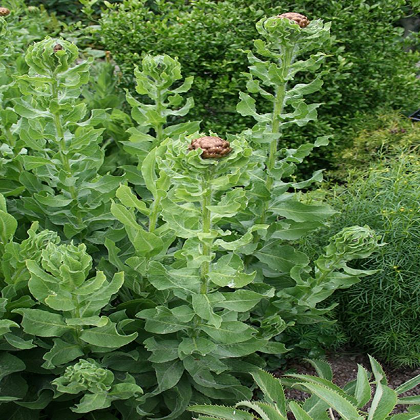 Centaurea macrocephala (Foliage)