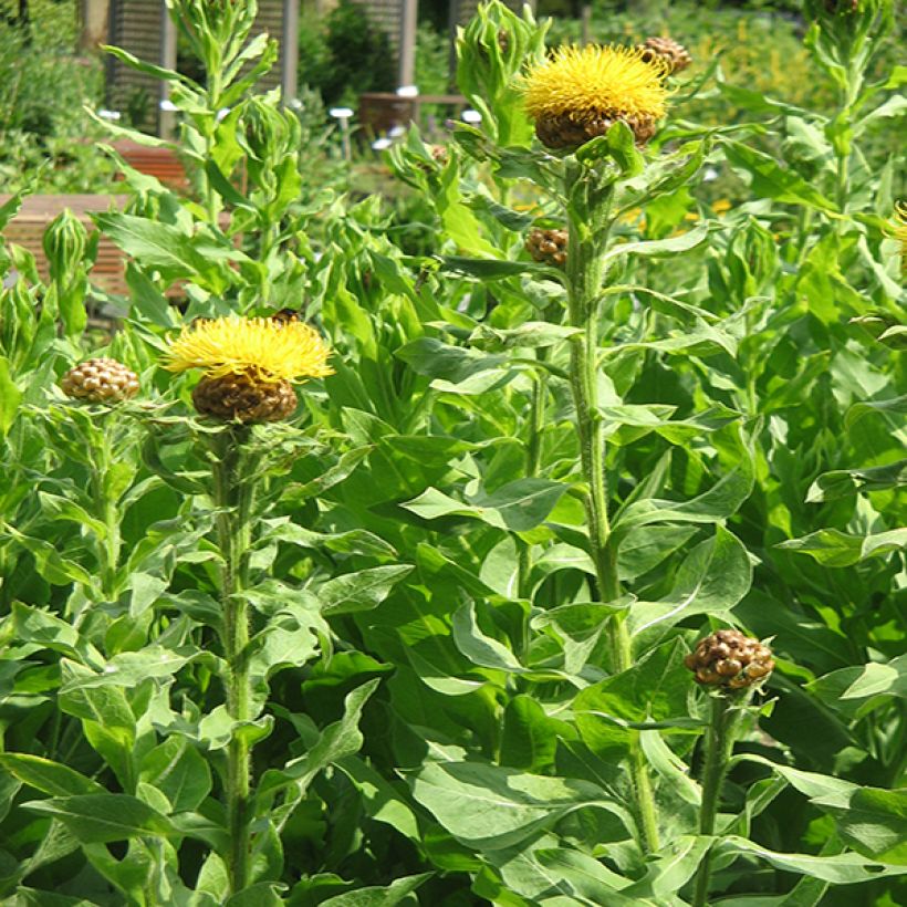 Centaurea macrocephala (Plant habit)