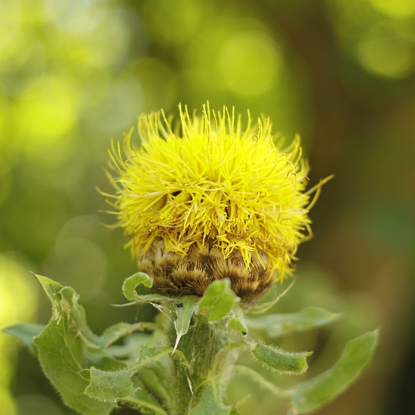 Centaurea macrocephala (Flowering)