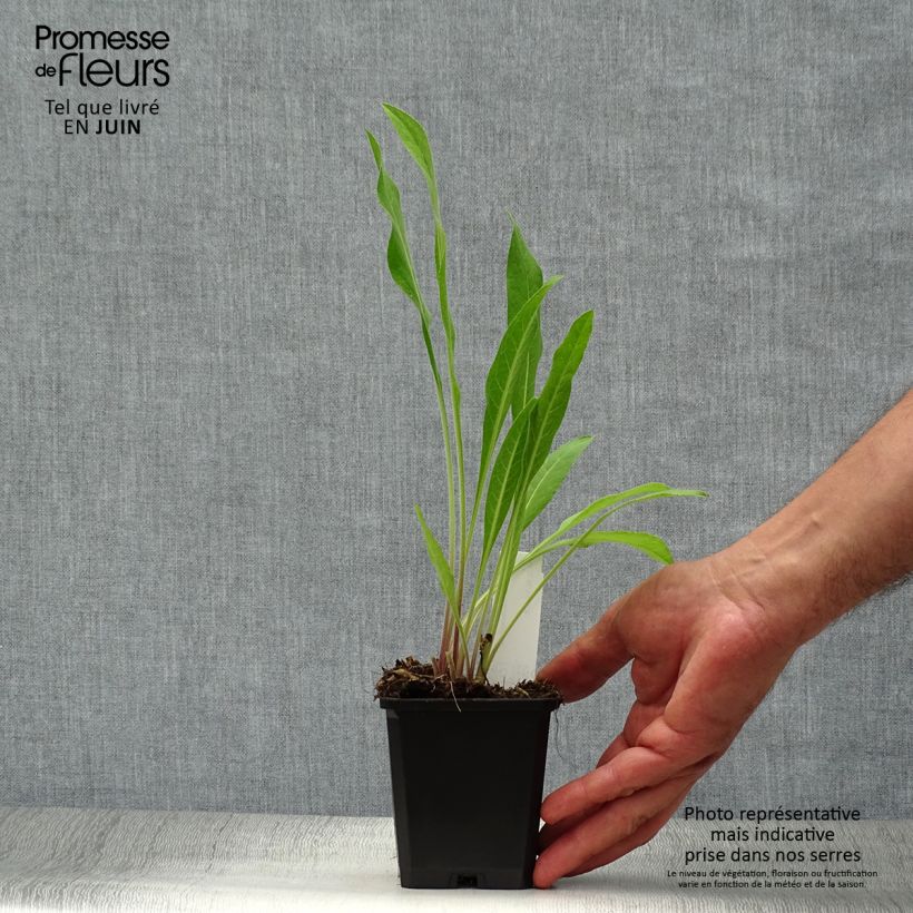 Centaurea macrocephala 8/9 cm pot sample as delivered in summer