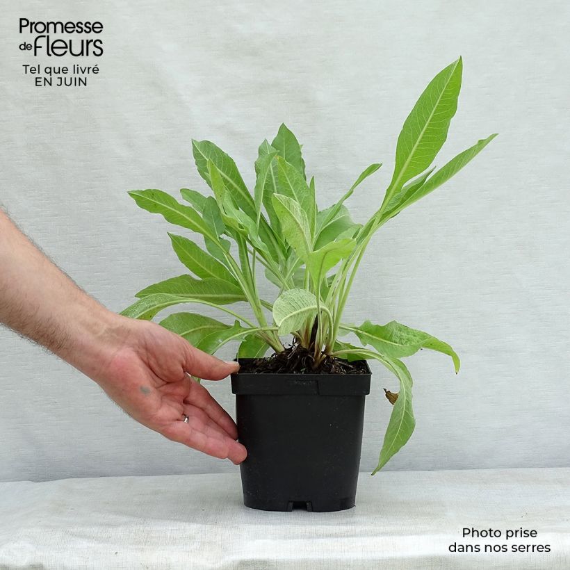 Centaurea macrocephala 2L/3L pot sample as delivered in summer