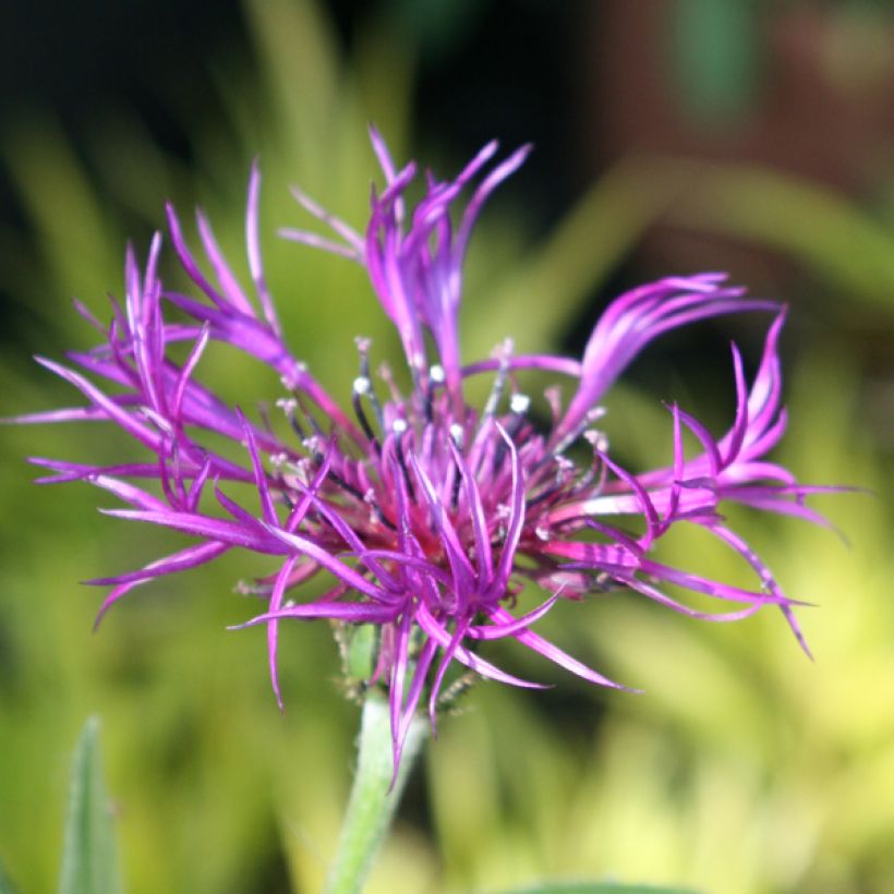 Centaurea montana Amethyst Dream (Flowering)