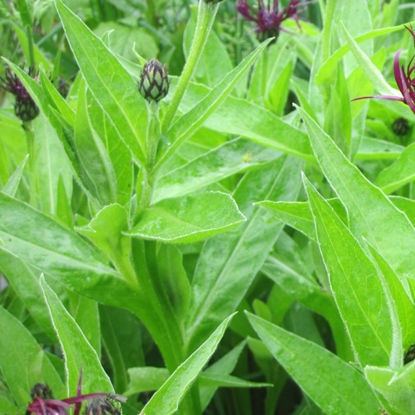 Centaurea montana Jordy (Foliage)