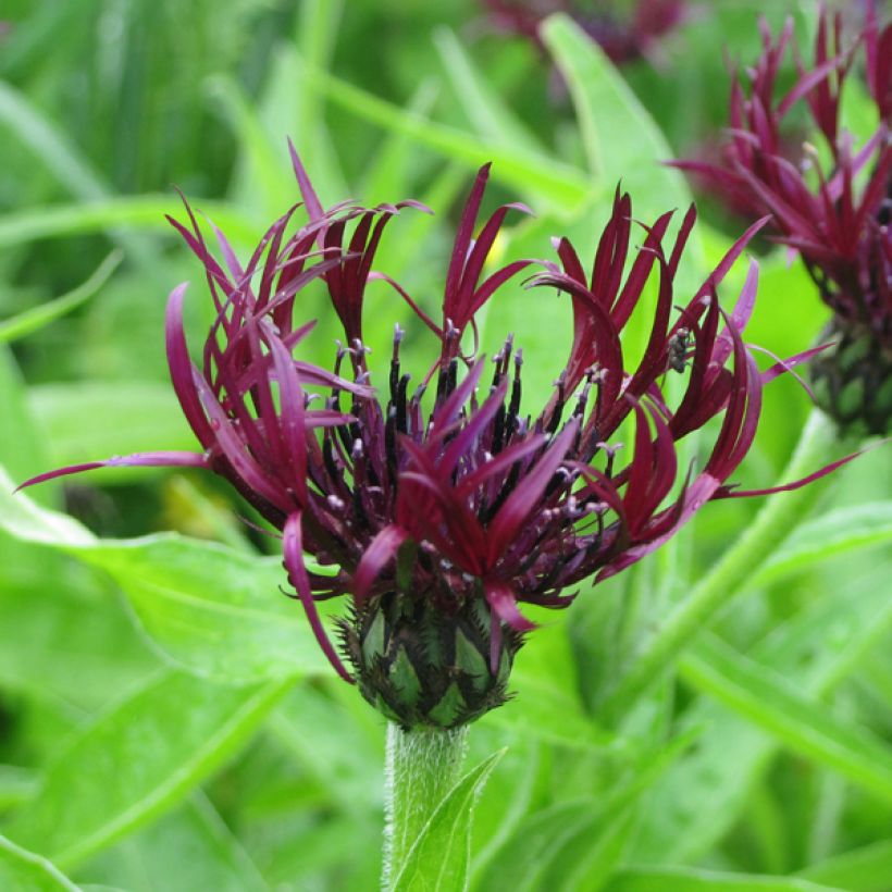 Centaurea montana Jordy (Flowering)