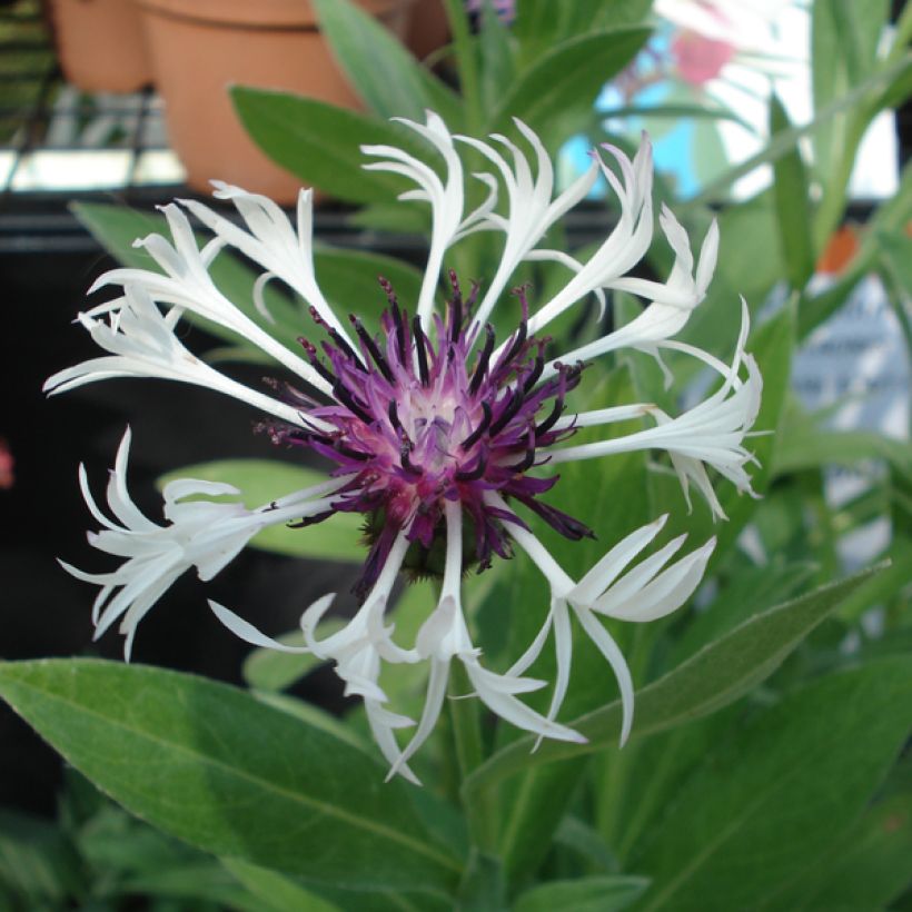 Centaurea montana Purple Heart (Flowering)