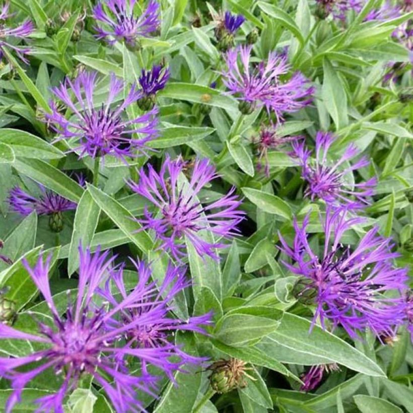 Centaurea montana Violetta (Foliage)