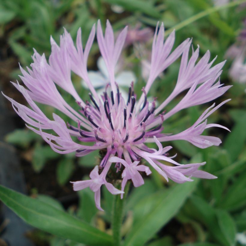 Centaurea montana Carnea (Flowering)