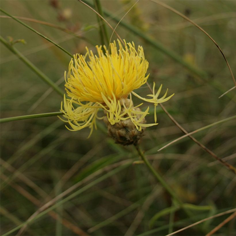 Centaurea orientalis (Flowering)