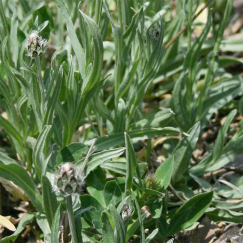 Centaurea triumfettii subsp. stricta (Foliage)