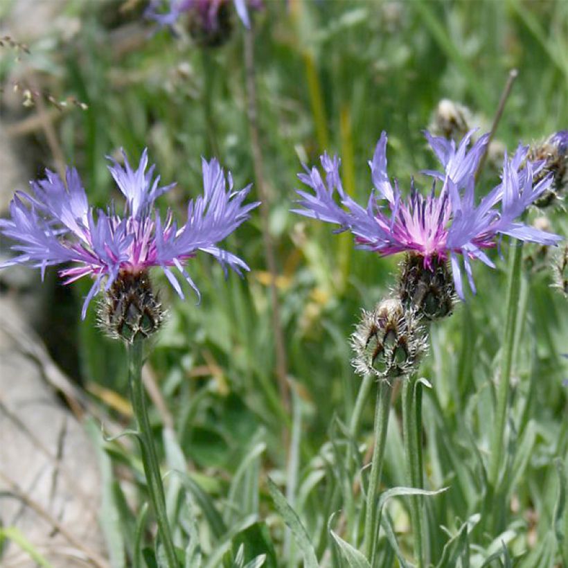 Centaurea triumfettii subsp. stricta (Flowering)