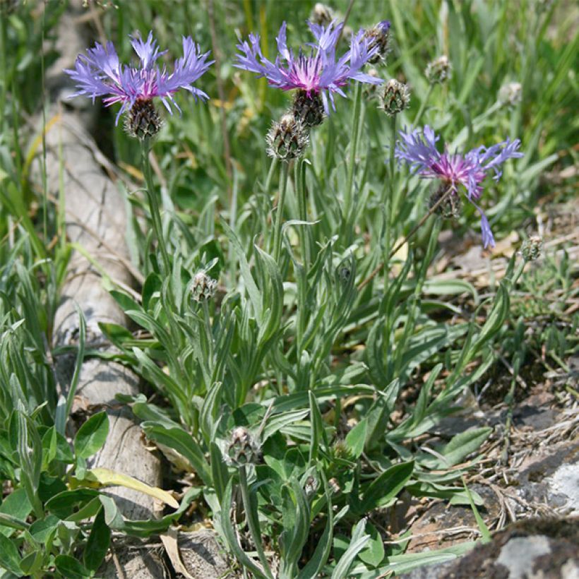 Centaurea triumfettii subsp. stricta (Plant habit)