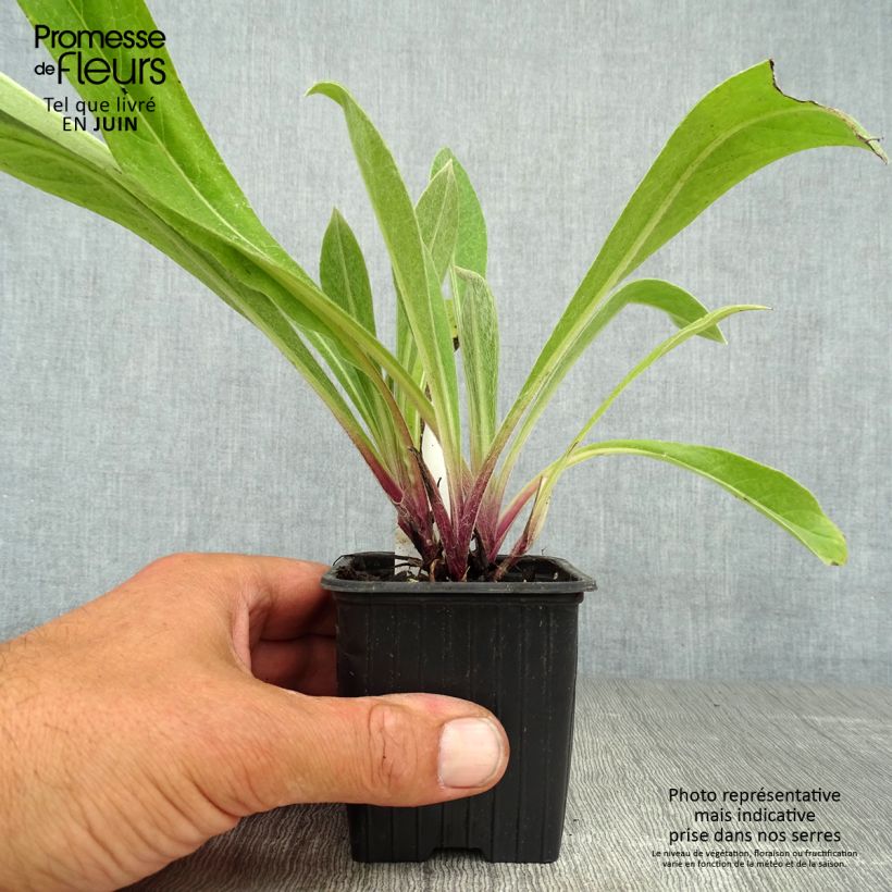 Centaurea montana Caramia 8/9 cm pot sample as delivered in summer
