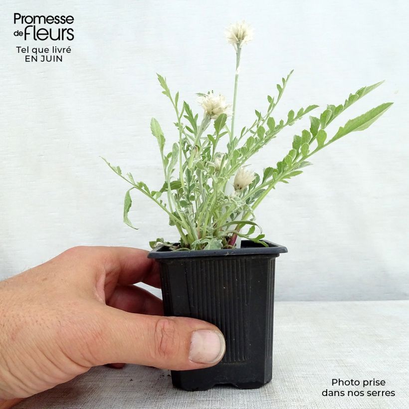 Centaurea pulcherrima 8/9 cm pot sample as delivered in summer