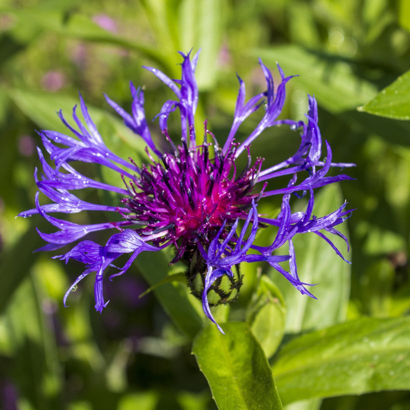 Centaurea triumfettii subsp. cana - Squarrose knapweed (Flowering)