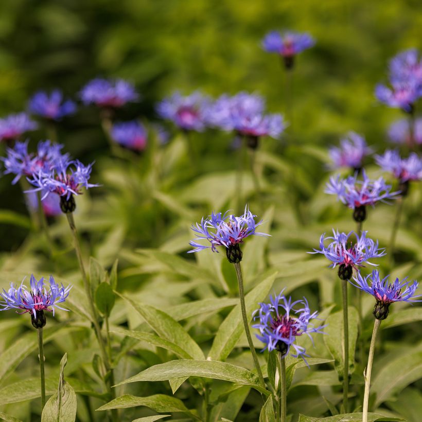 Centaurea triumfettii subsp. cana - Squarrose knapweed (Plant habit)