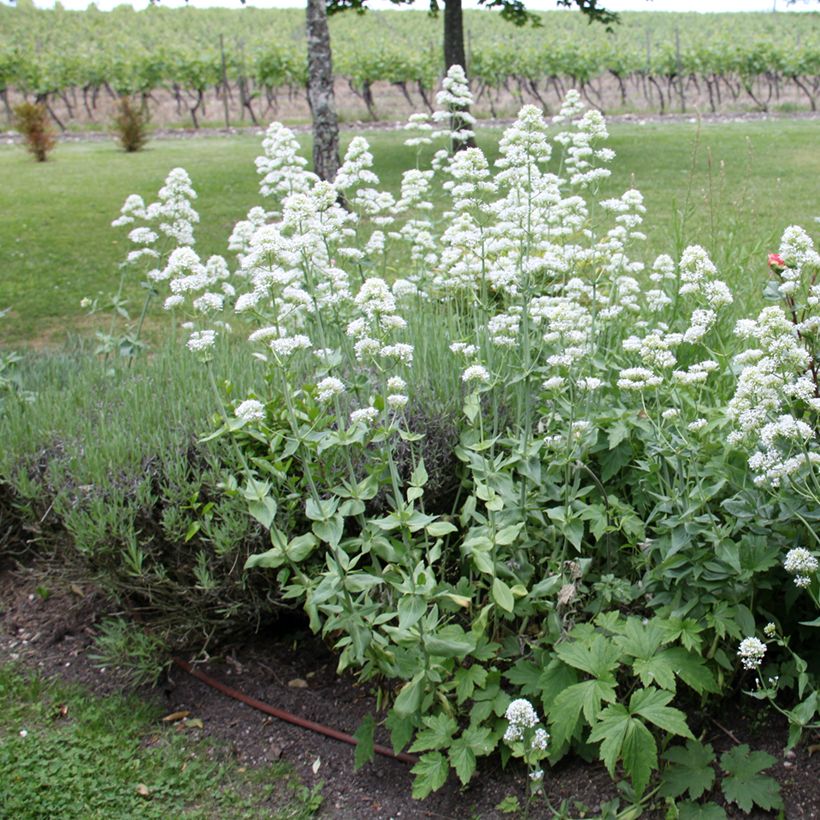 Centranthus ruber Albus (Plant habit)