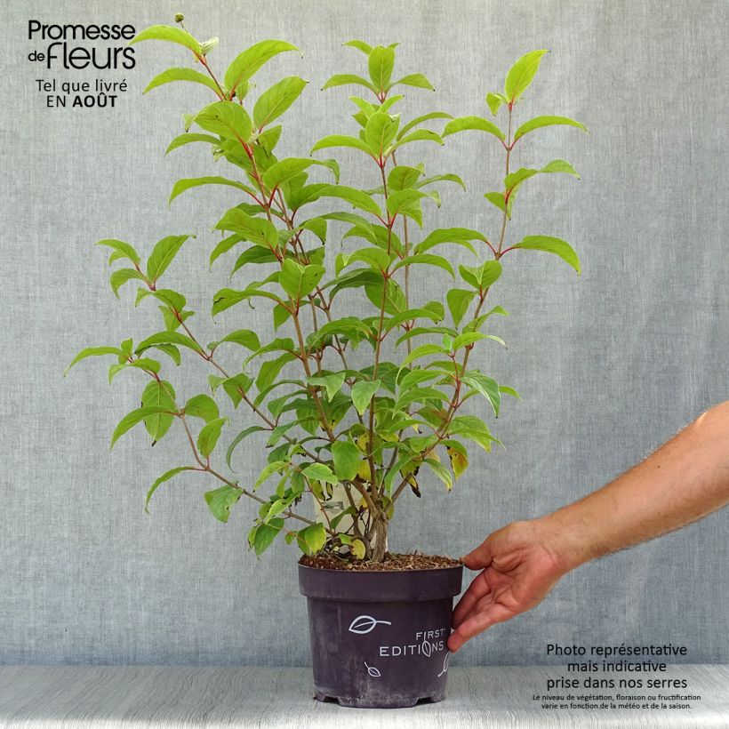 Cephalanthus occidentalis Fiber Optics 3L/4L pot sample as delivered in summer