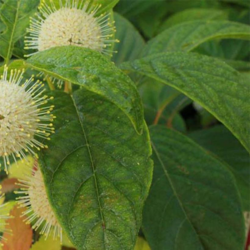 Cephalanthus occidentalis Sugar Shack (Foliage)