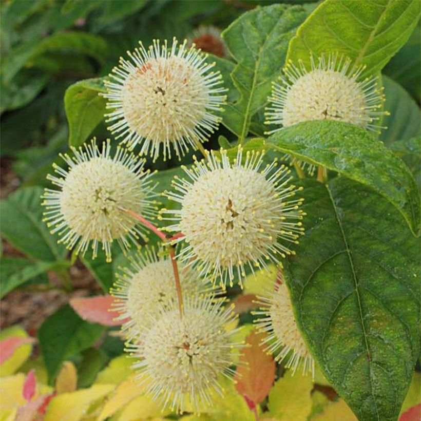 Cephalanthus occidentalis Sugar Shack (Flowering)