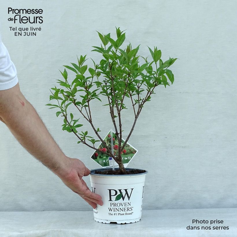 Cephalanthus occidentalis Sugar Shack 2L/3L pot sample as delivered in summer