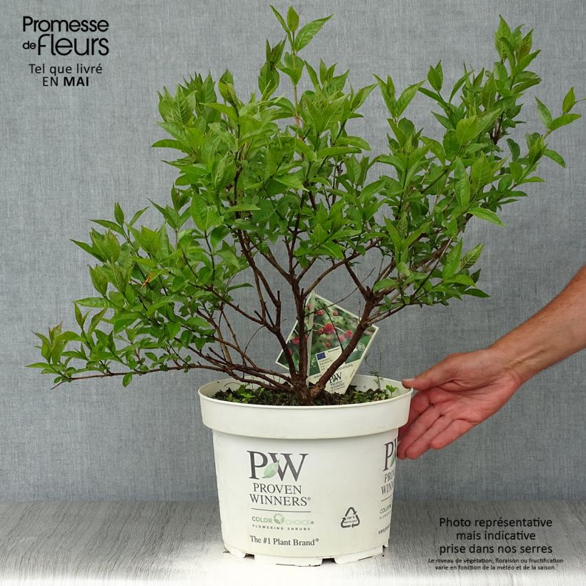 Cephalanthus occidentalis Sugar Shack 7.5L/10L pot sample as delivered in spring