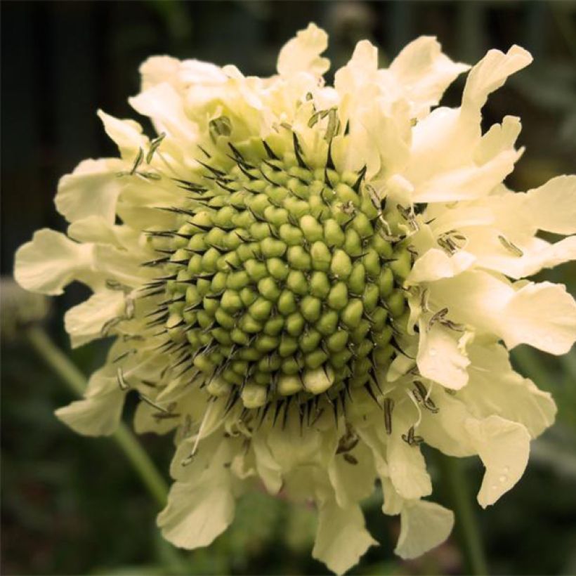 Cephalaria alpina (Flowering)