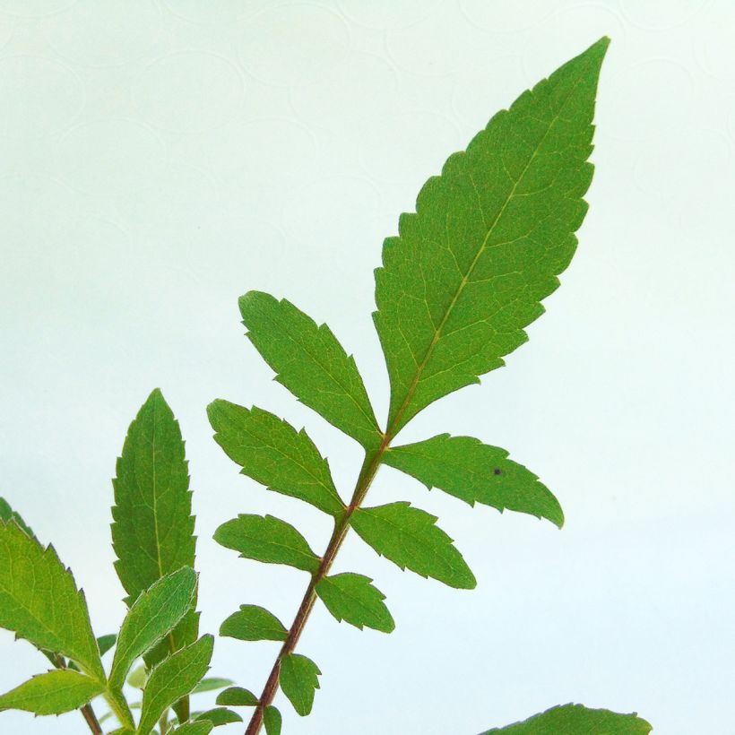 Cephalaria alpina (Foliage)