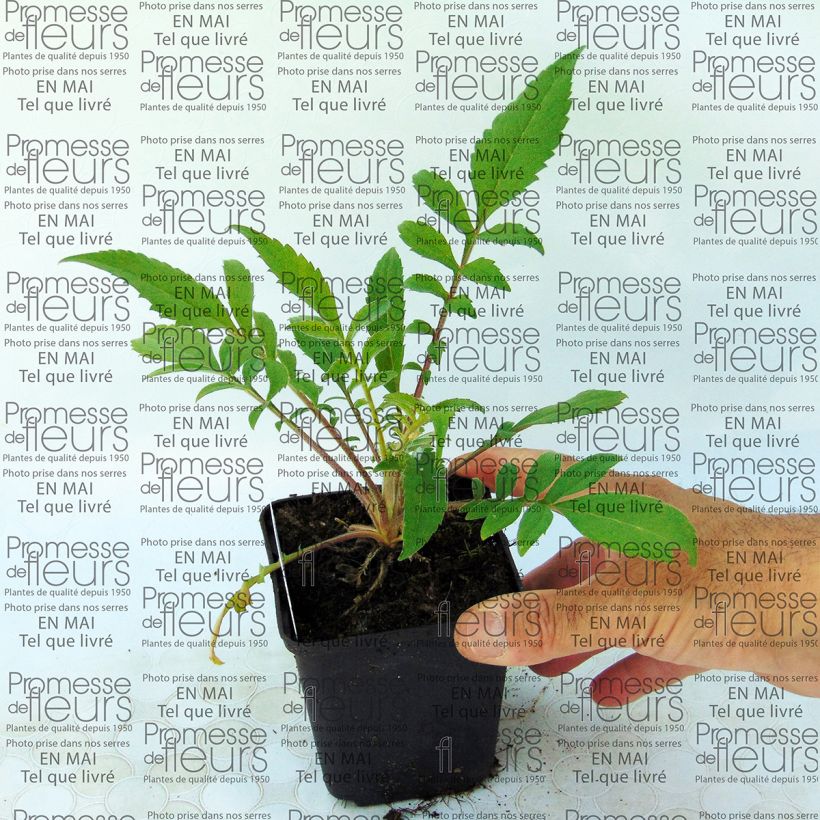 Example of Cephalaria alpina 8/9 cm pot specimen as delivered