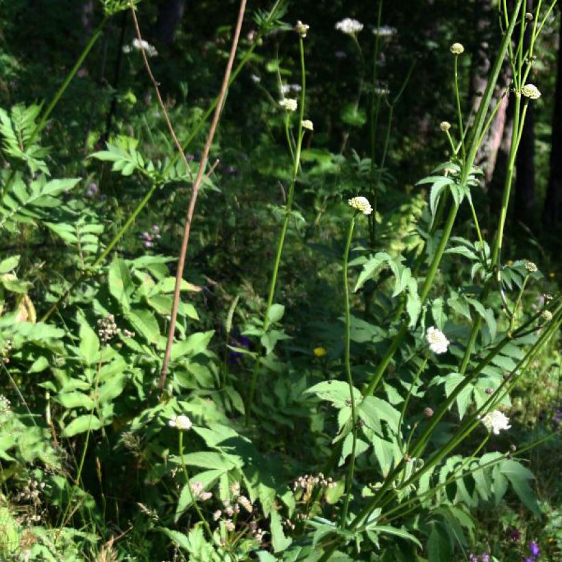 Cephalaria gigantea (Foliage)