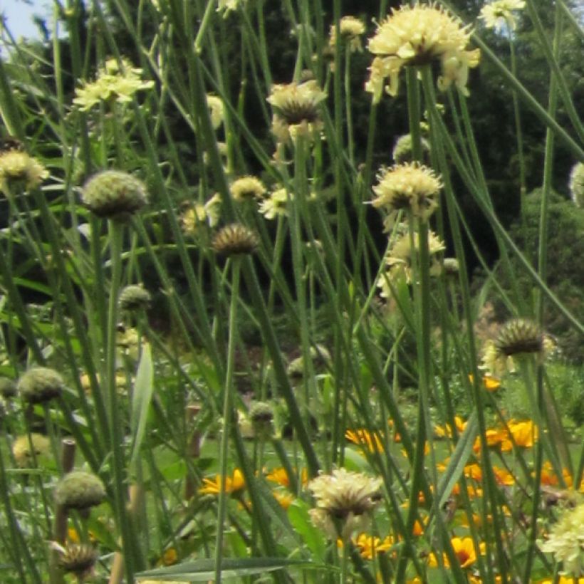 Cephalaria gigantea (Flowering)