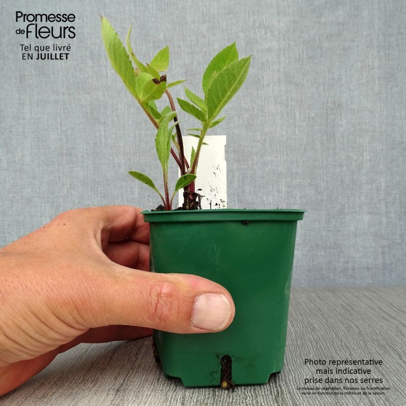 Cephalaria gigantea 8/9 cm pot sample as delivered in summer